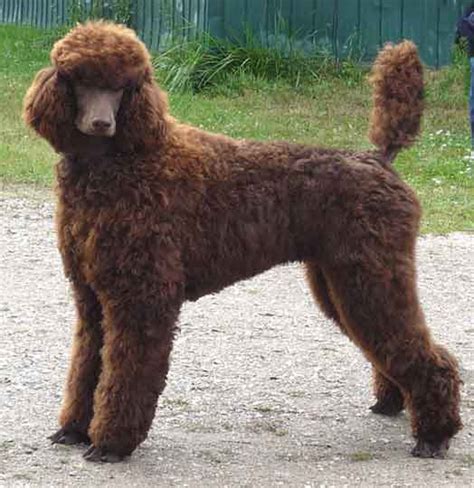 royal poodle for sale|royal standard poodle puppies.